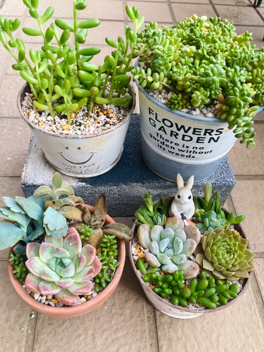 多肉のちまちま寄せ植え｜園芸日記by園芸3年生｜みんなの趣味の園芸