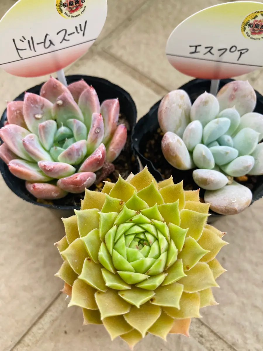 多肉のちまちま寄せ植え｜園芸日記by園芸3年生｜みんなの趣味の園芸