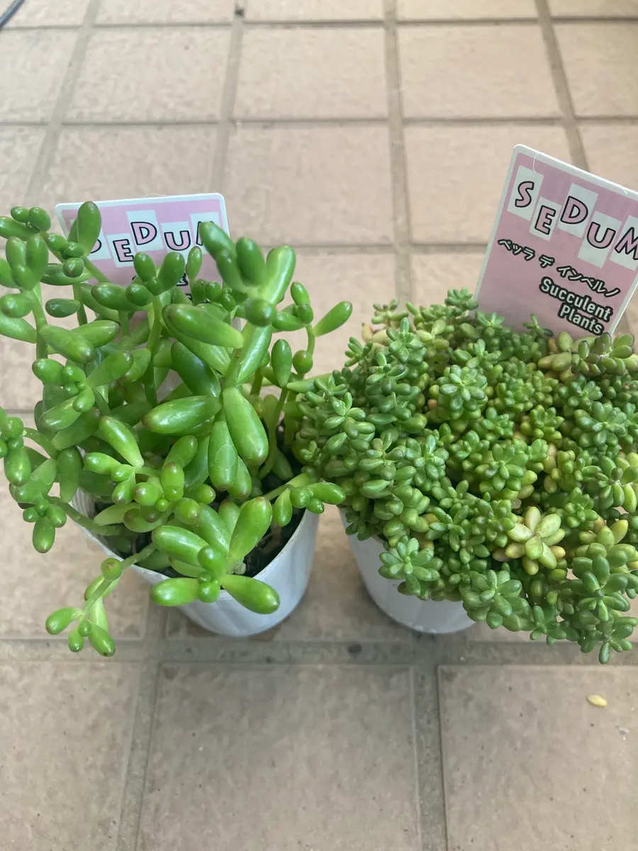 多肉のちまちま寄せ植え｜園芸日記by園芸4年生｜みんなの趣味の園芸