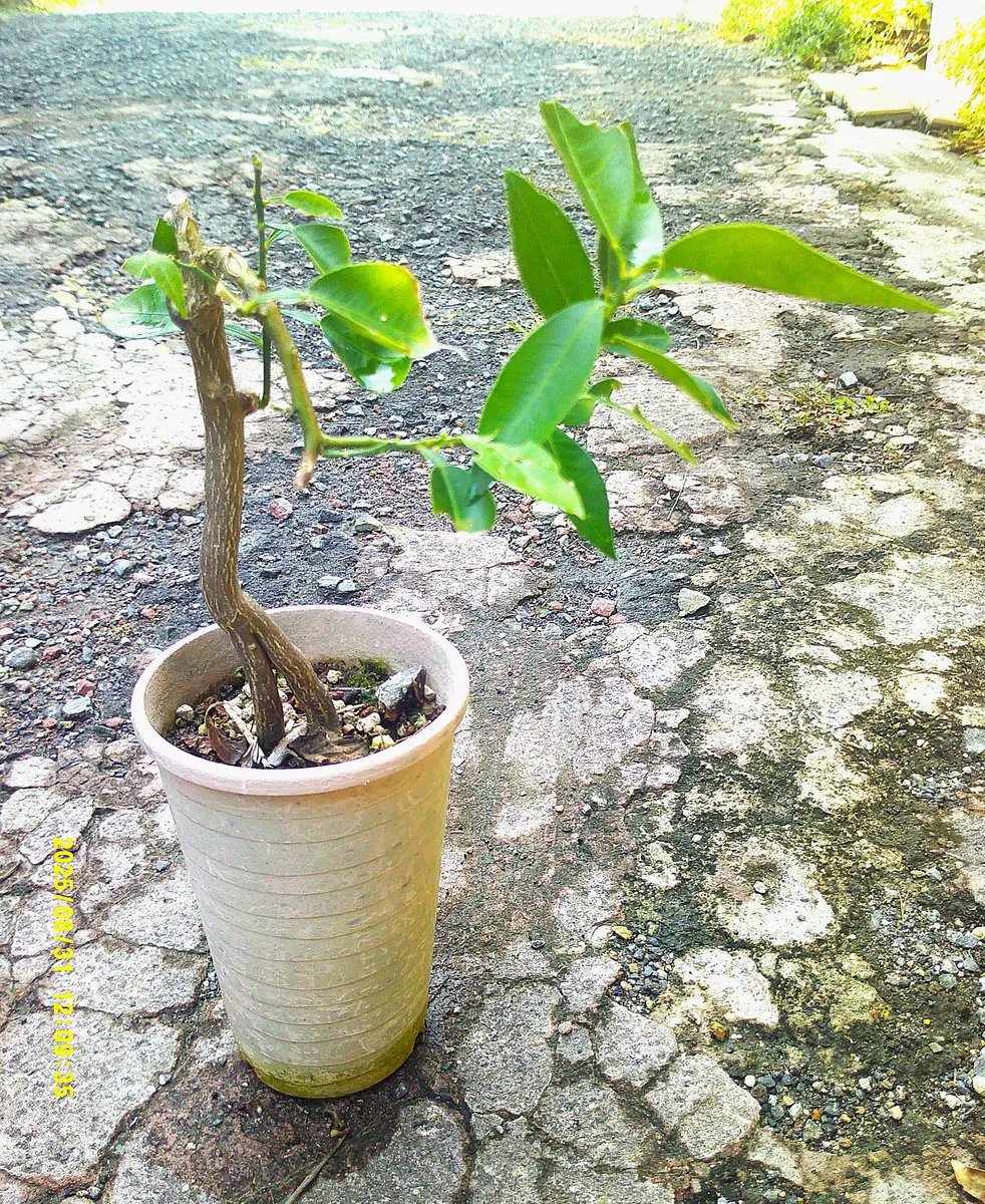 種蒔き】から約10年の実生苗、開花結実はいつか？この『すだち苗