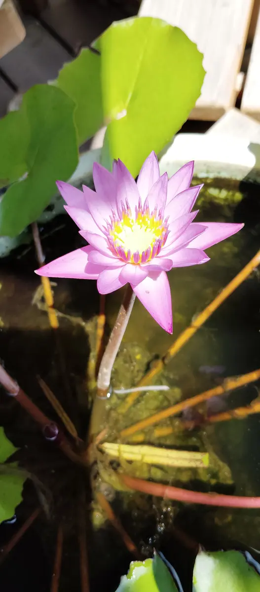 植物図鑑限定盤 (バラ売り可能です。コメント下さい) 新品種の名前が決まりました！ – WABARA online store
