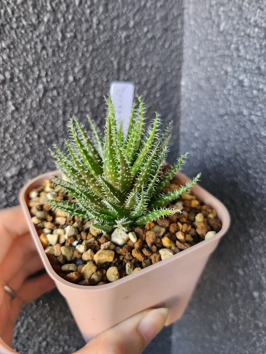 ハオルチア・アロエ / Haworthia transiens, MBB6771, Moodenaaskloof #MBB6771