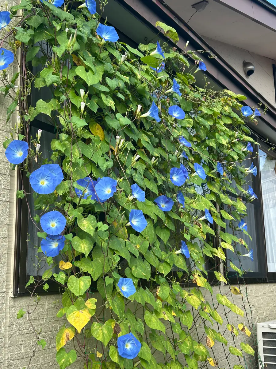やっとまとまって咲いた、アサガオ💕｜園芸日記byフミバービー