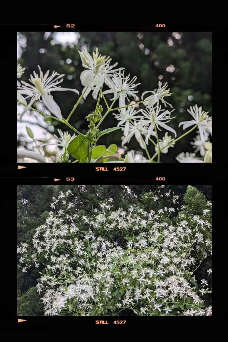 🧍センニンソウの花！！💘｜園芸日記by毎日お花｜みんなの趣味の園芸