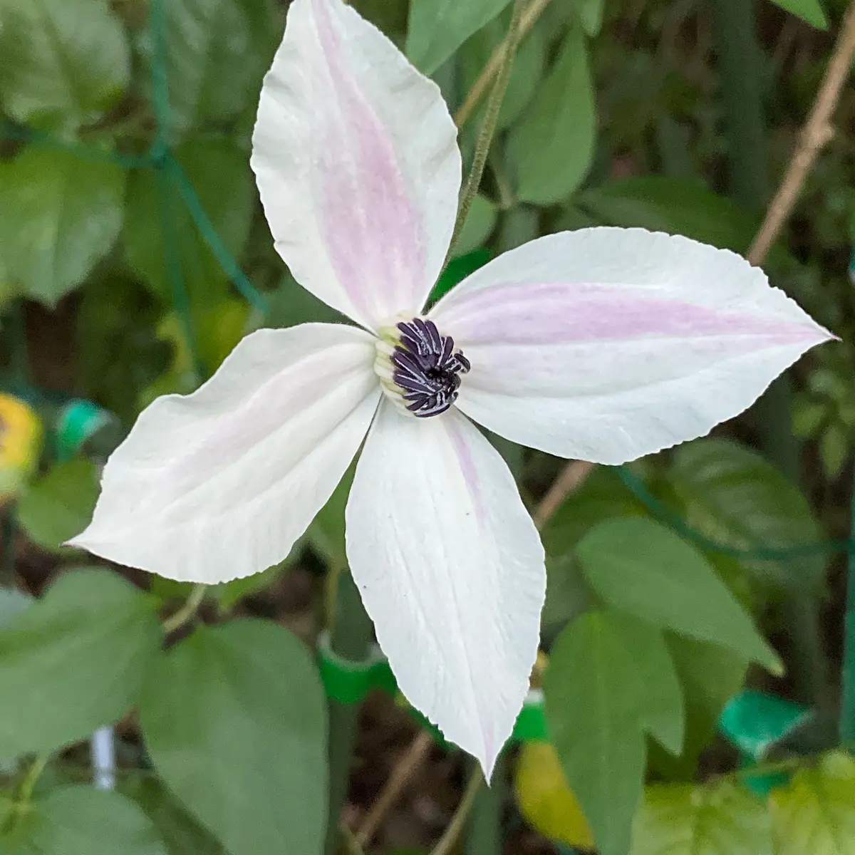 【確認用】クレマチス・ソシアリス・真紅・白菫・会津の風・押切・花筏・桃割・夕顔 確認用】クレマチス・ソシアリス・真紅・白菫・会津の風・押切・花筏