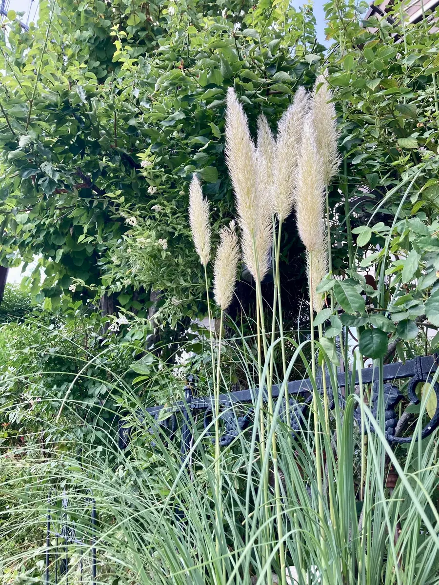 パンパスグラス｜園芸日記bychako-oki｜みんなの趣味の園芸｜1372205