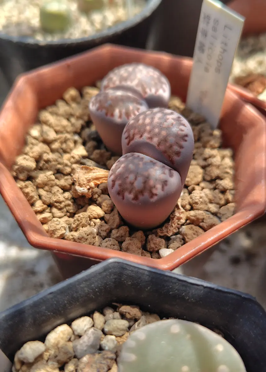 猛烈な暑さに耐えてる多肉たち ～リトープス編～｜園芸日記byアザラシ