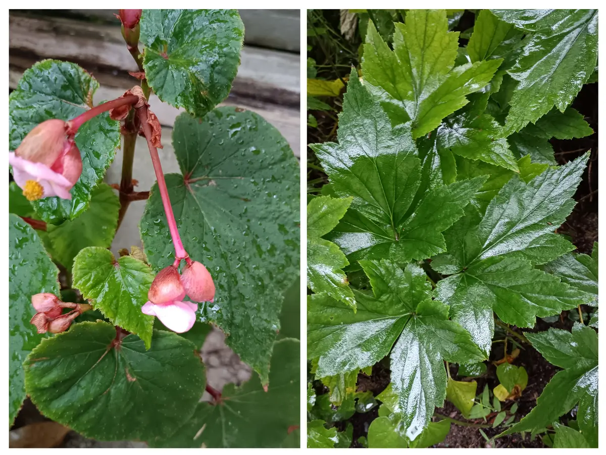 近所に生えてた葉っぱです 雨、いきいきした葉っぱ｜園芸日記byわんばあ｜みんなの趣味の園芸