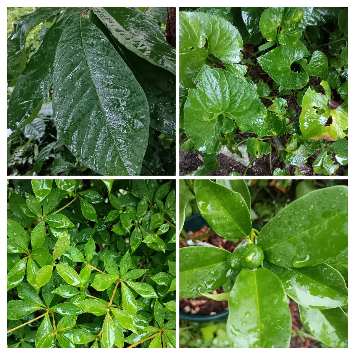 雨、いきいきした葉っぱ｜園芸日記byわんばあ｜みんなの趣味の園芸