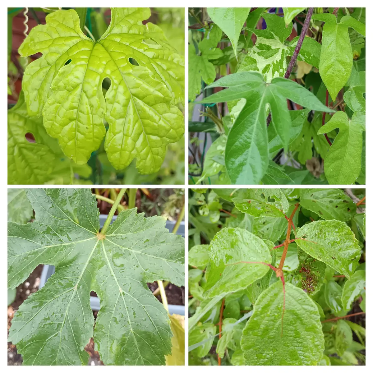 雨、いきいきした葉っぱ｜園芸日記byわんばあ｜みんなの趣味の園芸