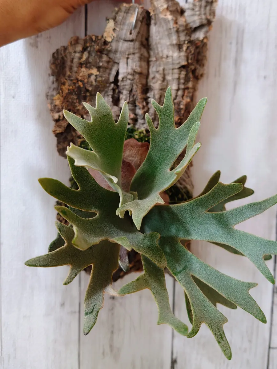 ビカクシダ　OMG スポア ビカクシダ OMG スポア - メルカリ