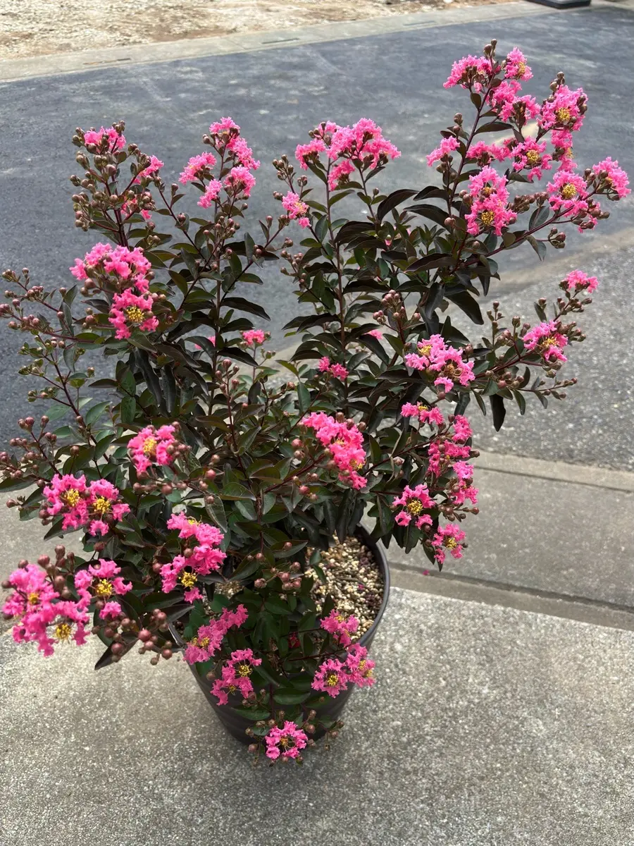 二番花が続々と開花のサルスベリ💕｜園芸日記byいとめちゃん｜みんなの