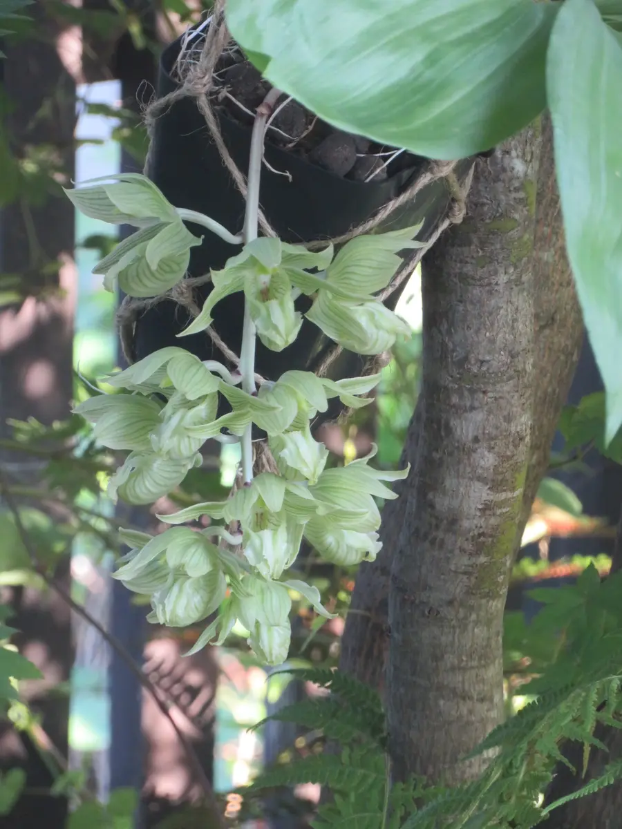 タケノコ蘭咲いた｜園芸日記byくうねるあそぶ｜みんなの趣味の園芸｜1372852
