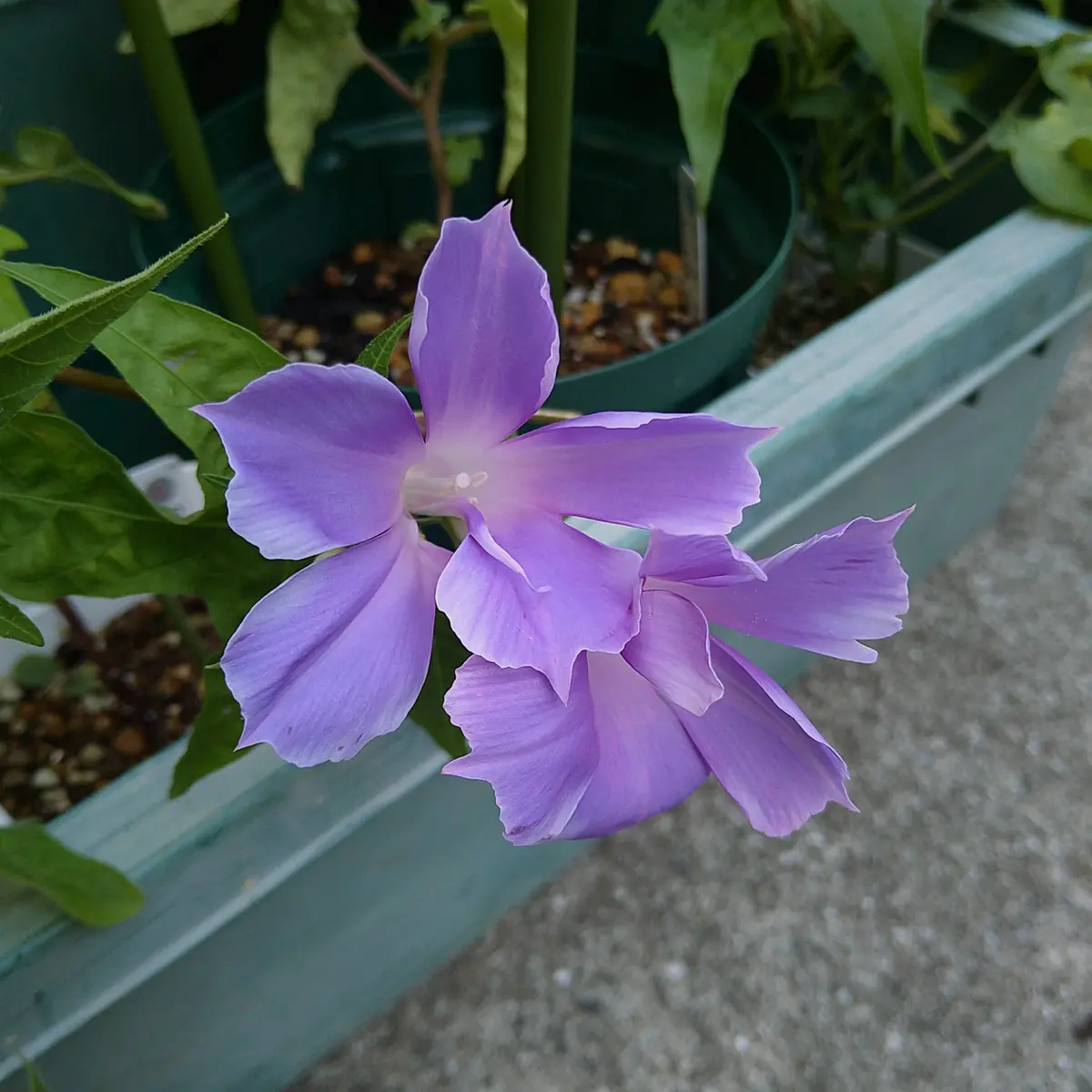 変化朝顔2025】お気に入りの ※訂正しました｜園芸日記byformosana