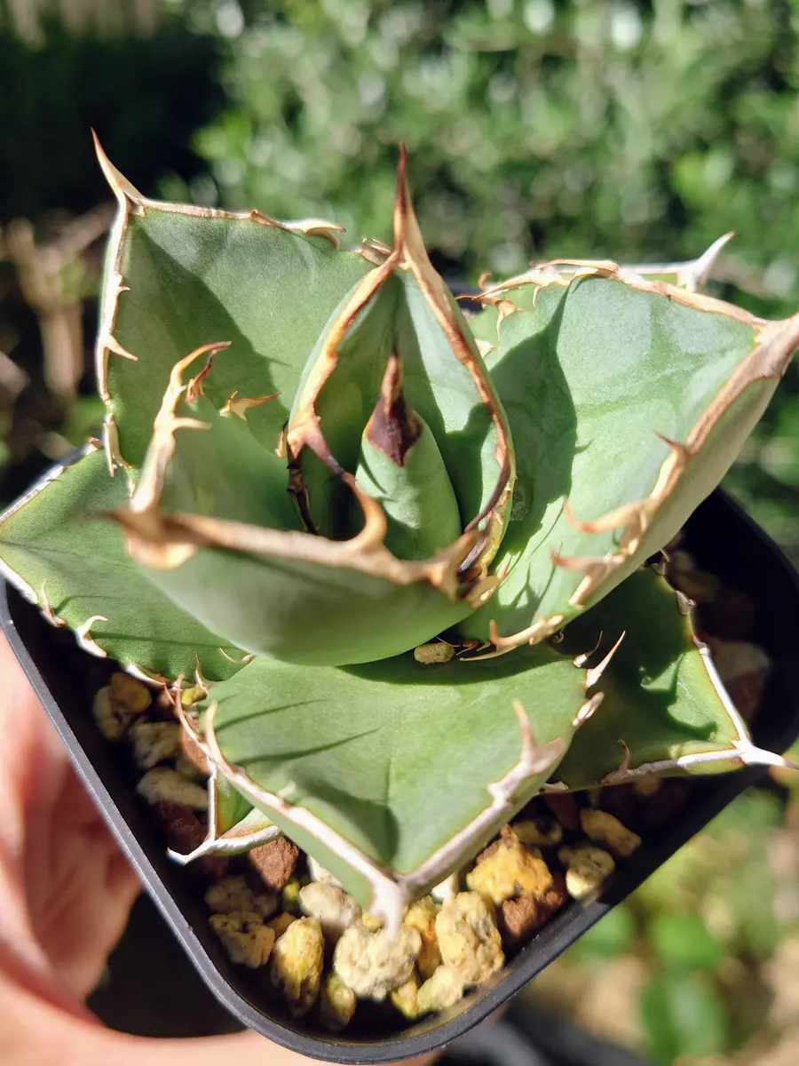 アガベ　オテロイ　実生　スーパーSSランク　ロングスパイン アガベ オテロイ 実生 スーパーSSランク ロングスパイン アガベ