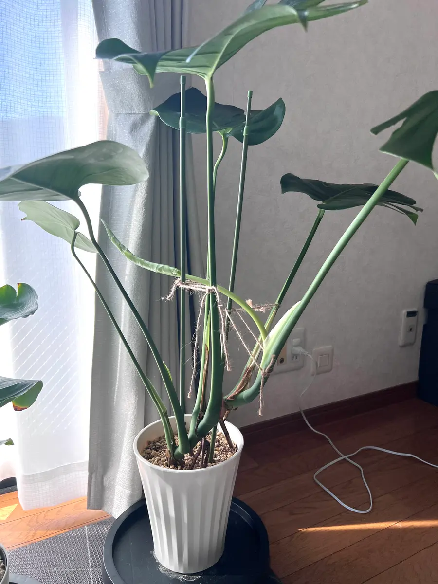 モンステラの暴れる新芽🌱/謎の草｜園芸日記byみけけけ｜みんなの趣味