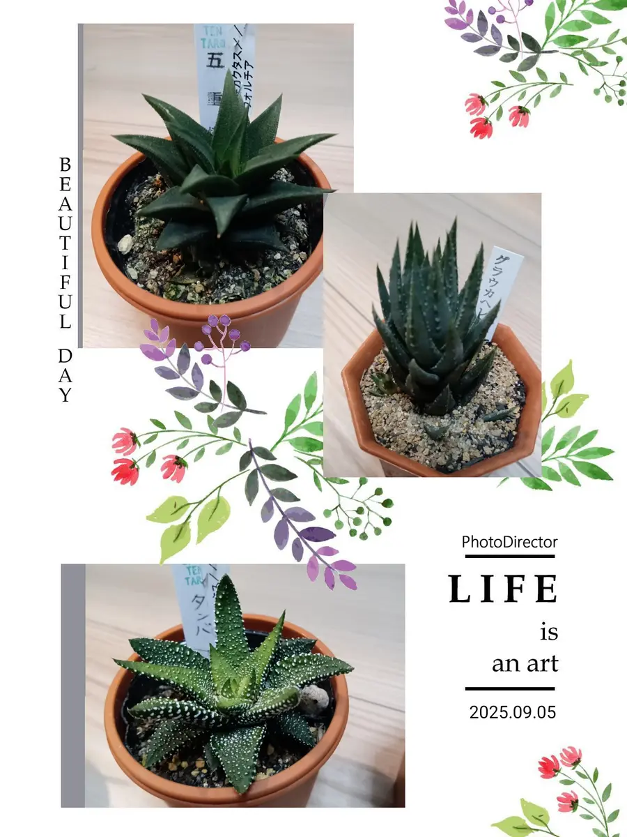 🌿ハオルチア3兄弟🏜️｜園芸日記bySandy。｜みんなの趣味の園芸｜1373230