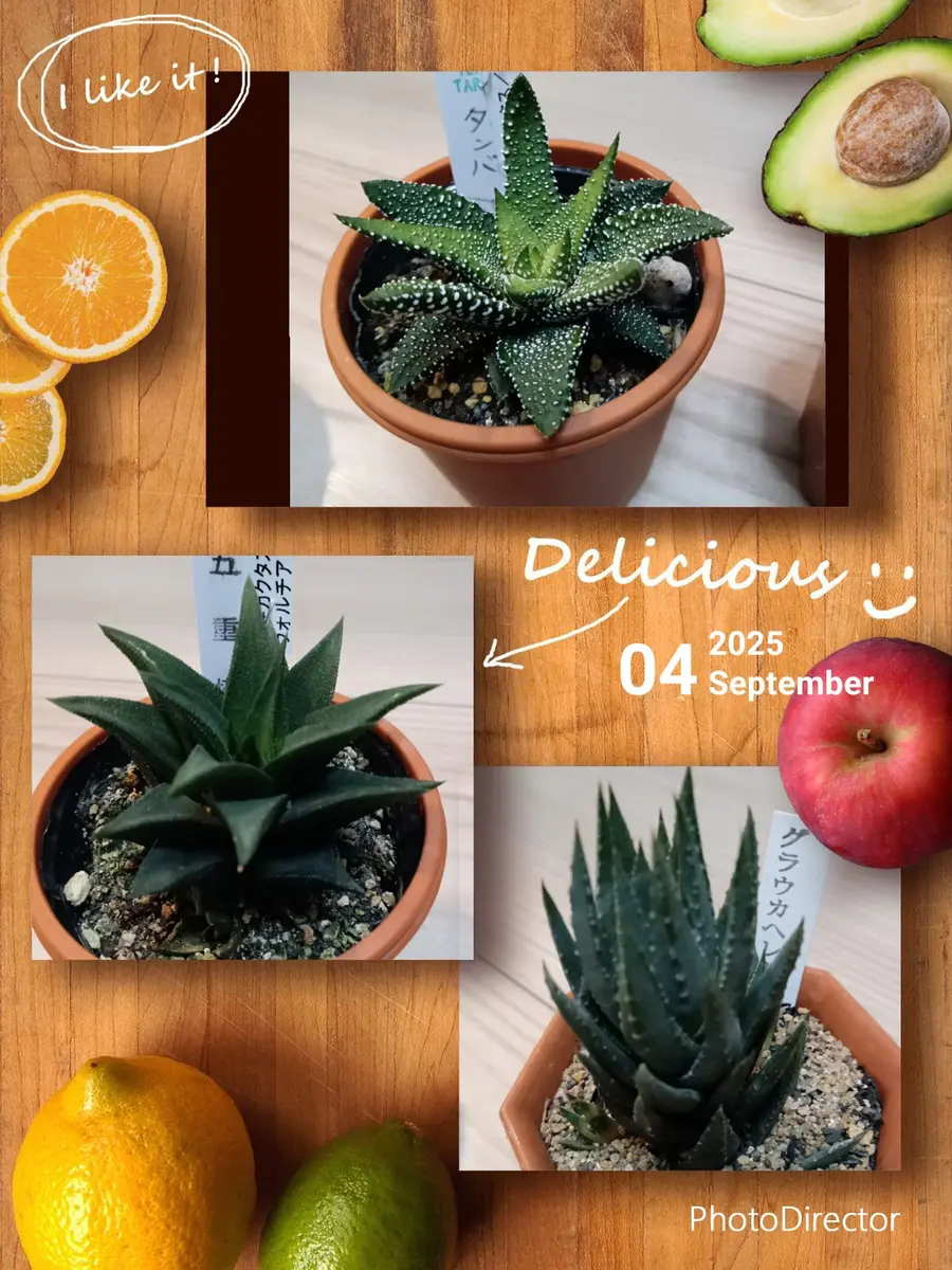 🌿ハオルチア3兄弟🏜️｜園芸日記bySandy。｜みんなの趣味の園芸｜1373230