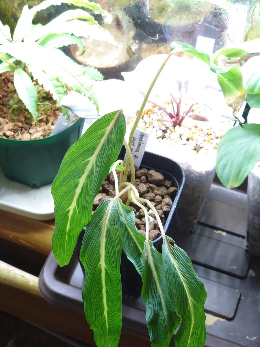 Homalomena sp. West Papua ホマロメナspパプア ホマロメナ パプア Homalomena sp. West Papua KZT便 - メルカリ