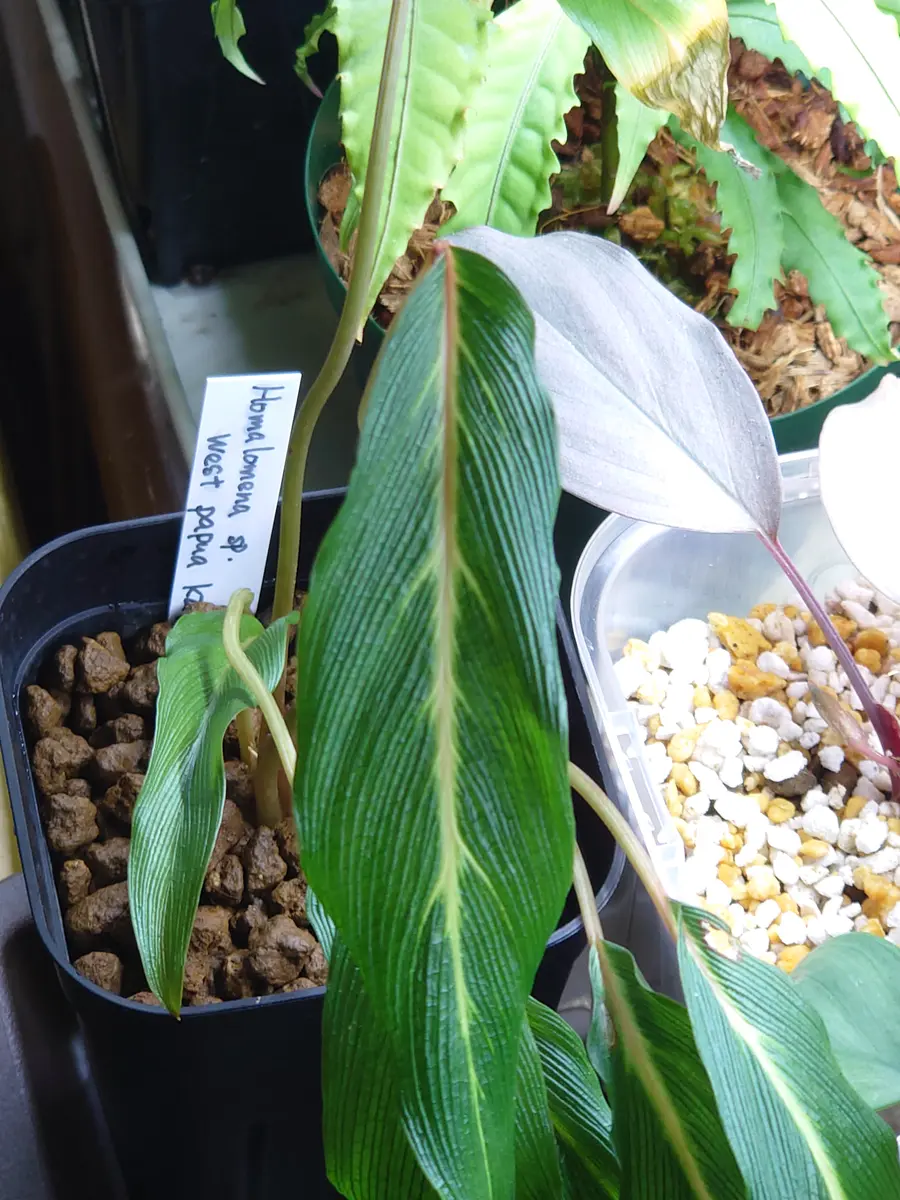 Homalomenasp.WestPapuaNewGuineaKz便｜園芸日記by時を越える猫