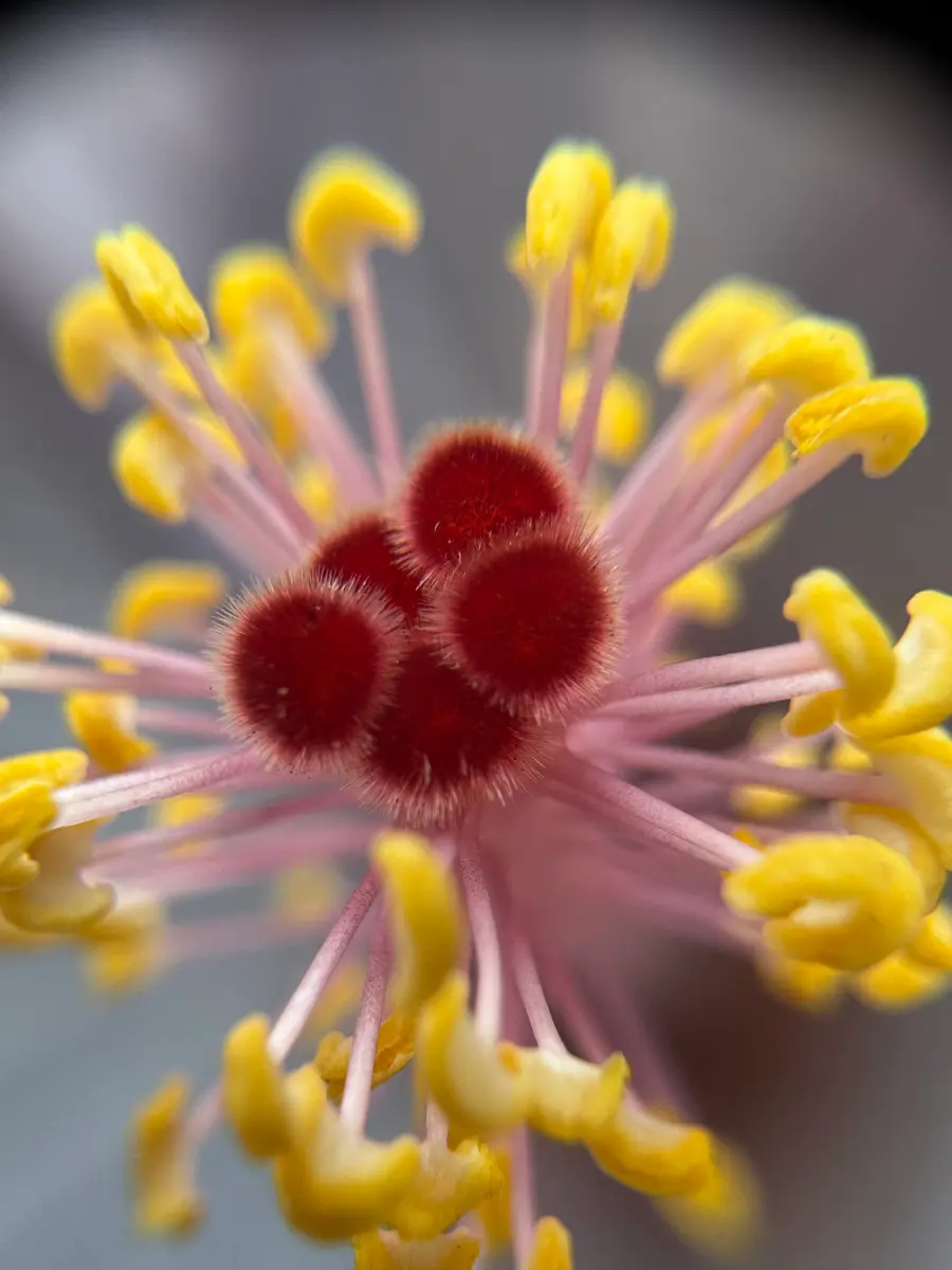 ハイビスカスの花芯〔写真1枚目〕-猫じゃらしさんの日記｜みんなの趣味