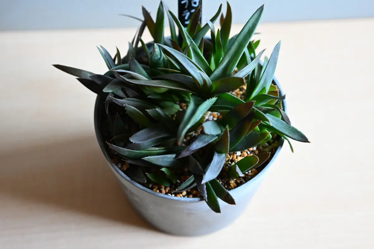 アロエ・ブラックジェム(購入後1年1ヶ月)｜園芸日記by金属イグアナ