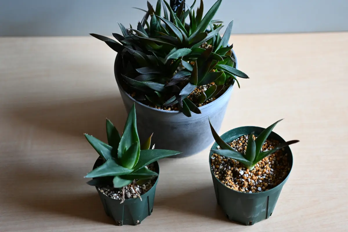 アロエ・ブラックジェム(購入後1年1ヶ月)｜園芸日記by金属イグアナ