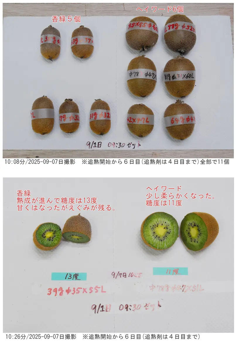 img_cache_d_1374094_1_17572898