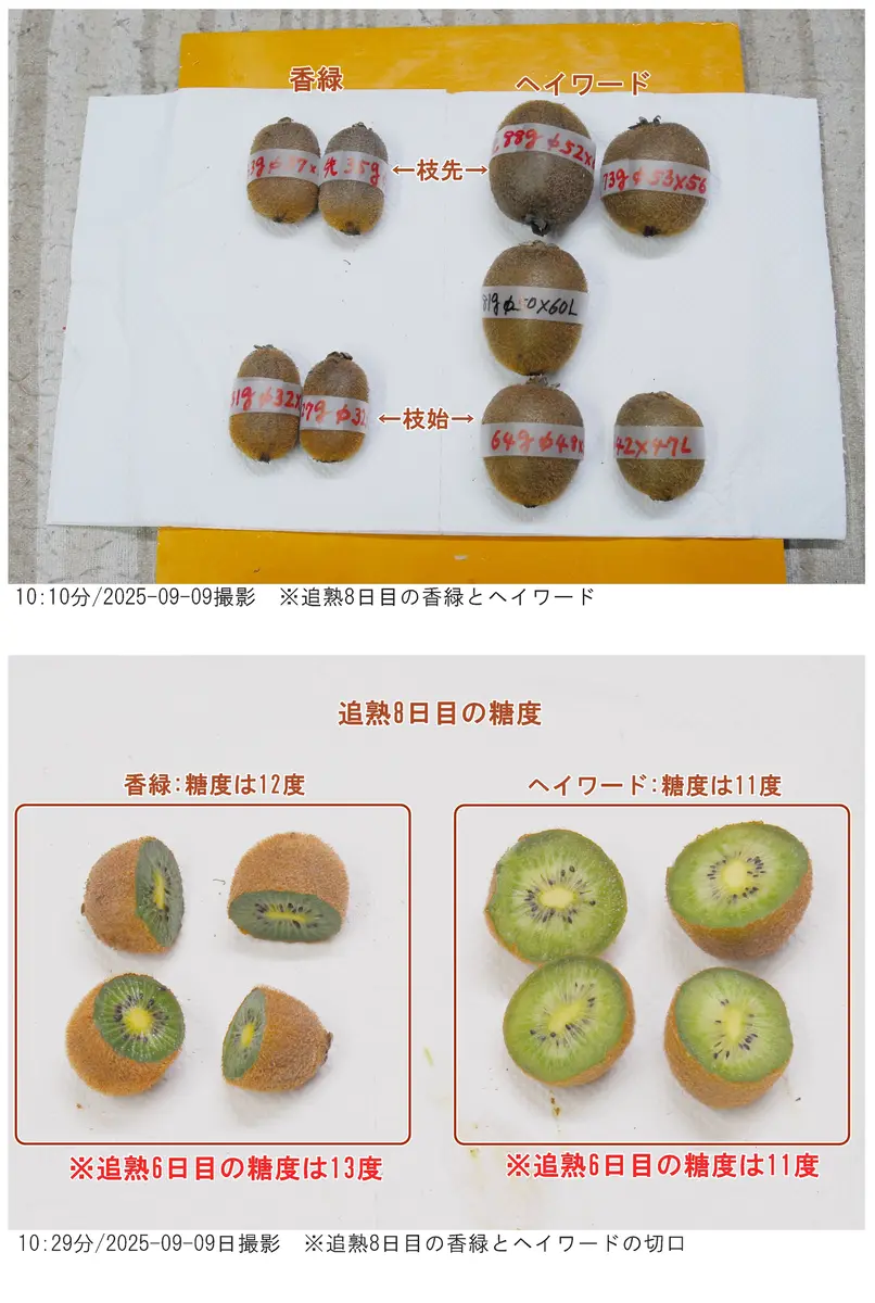 キウイ追熟8日目。種蒔準備完了｜園芸日記byAraki｜みんなの趣味の園芸