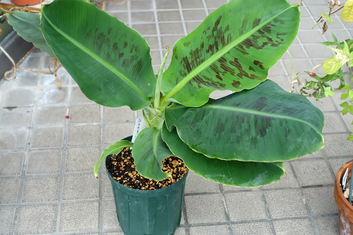 巨大175㎝準親株◆来年開花濃厚・懐かし昭和の味、タイワンバナナ◆植木鉢OK低木 木熟OK、175㎝,バナナ＝世界一美味と称賛記事◇伝統種/島