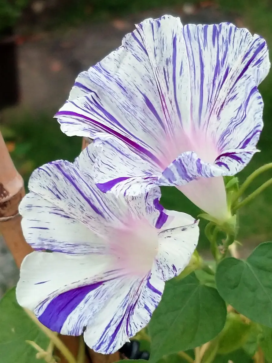 江戸風情　あさがお　朝顔　5苗 江戸風情 あさがお 朝顔 5苗 朝顔【江戸風情】｜園芸日記bymtaka