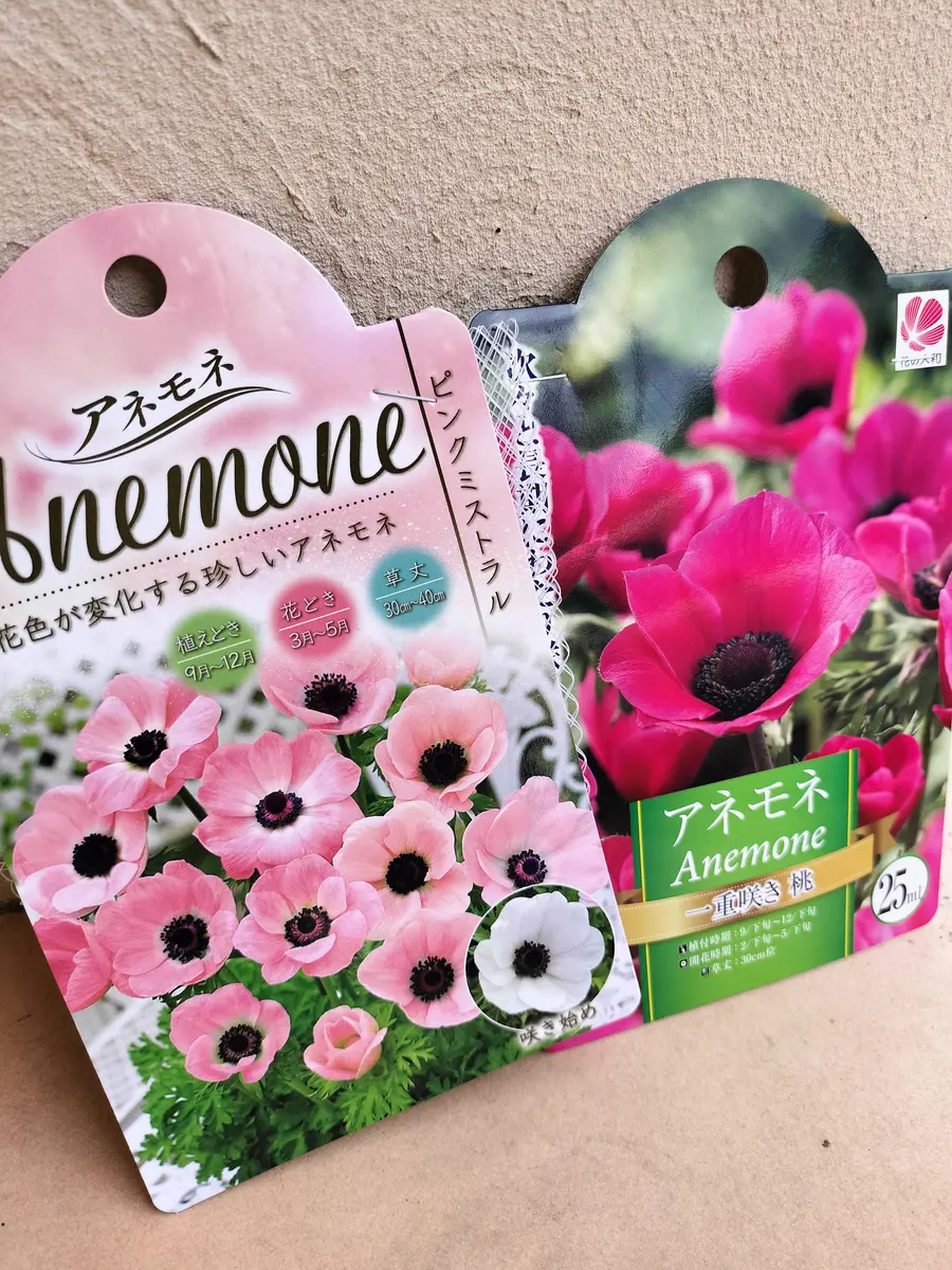 アネモネ球根・種まきパンビオ😘｜園芸日記byチョコみかん｜みんなの