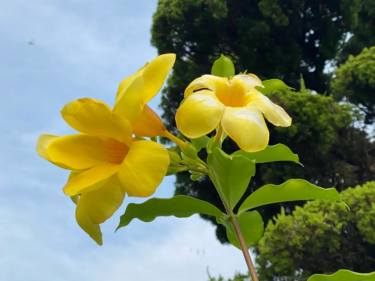 アリアケカズラ｜園芸日記byびーくん｜みんなの趣味の園芸｜1375171