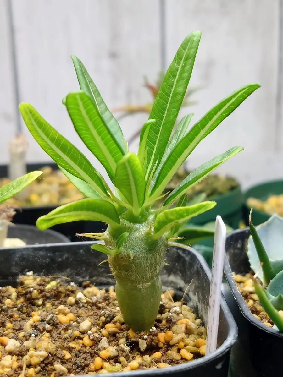 希少 パキポディウム アンボンゲンセ 観葉植物 パキポディウム アンボンゲンセ | GREEN LUCK