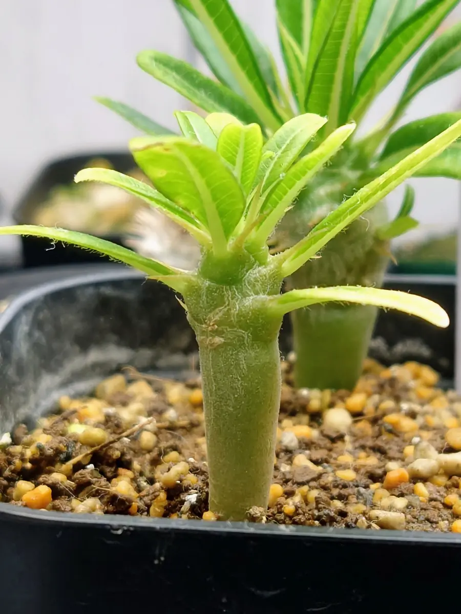 アンボンゲンセ　実生　写真撮り直し　8月29 塊根植物】幻のパキポディウム アンボンゲンセ成長様子を紹介！ - YouTube