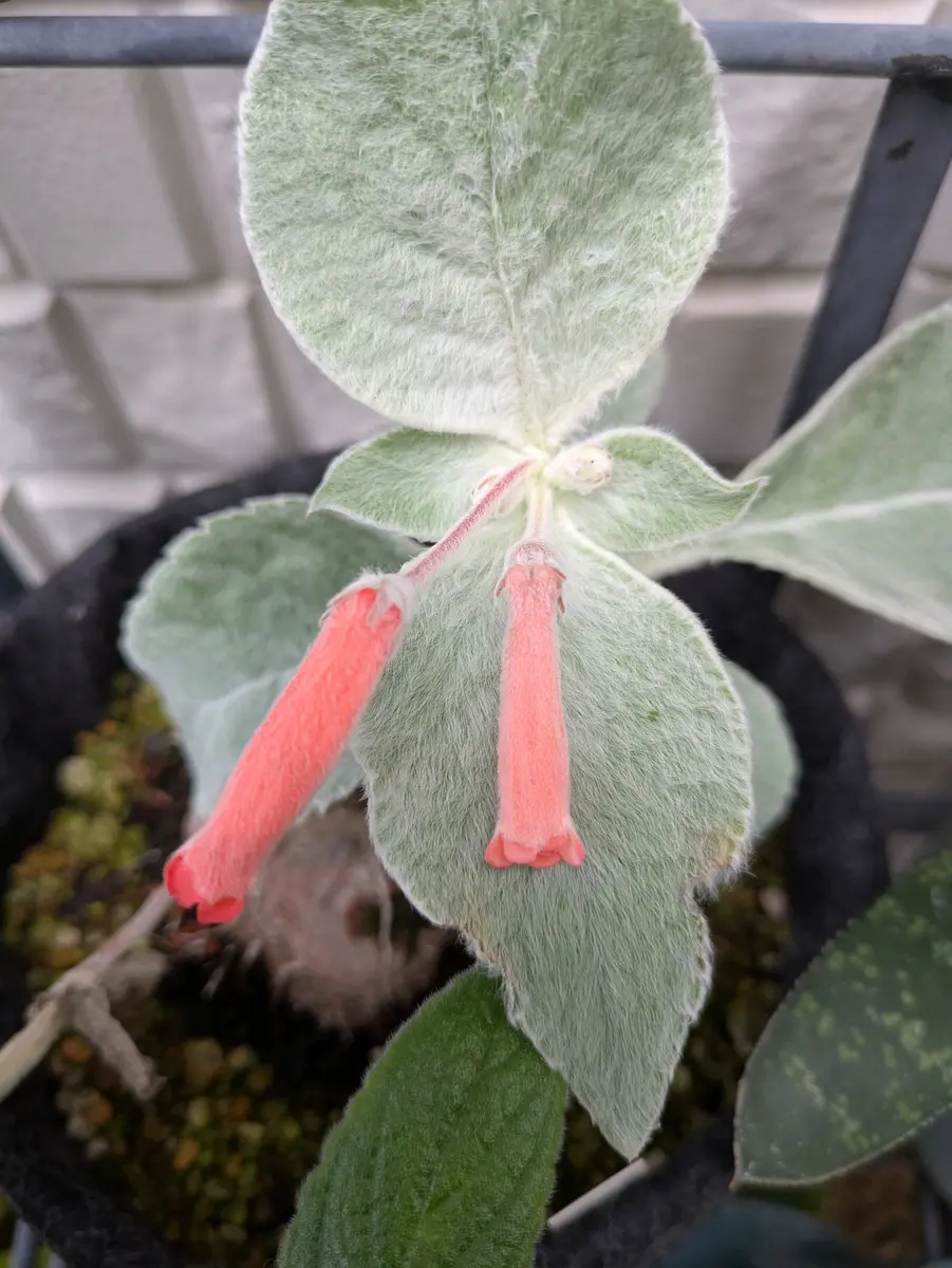 今日のイワタバコ科の植物たち｜園芸日記byJTKK｜みんなの趣味の園芸