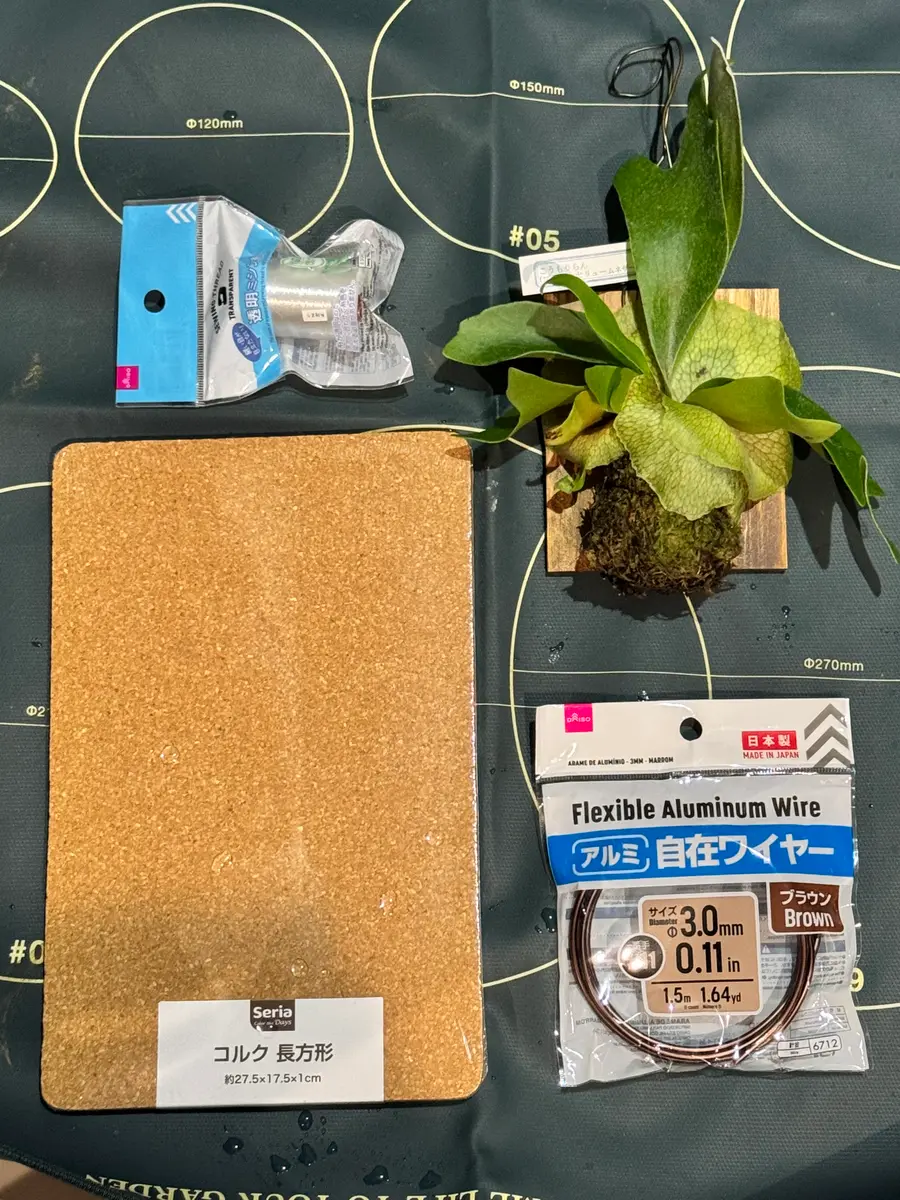 作業】ビカクシダの板かえ 人生初の板付｜園芸日記by園芸好きな