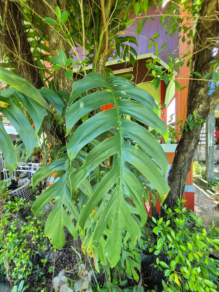 Epipremnumpinnatumエピプレナムピナツム｜園芸日記byシンゴニウムに