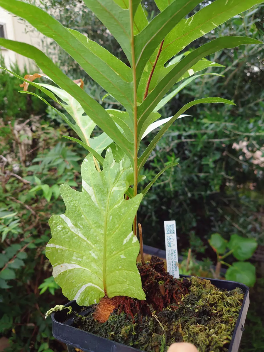 オキボタMAXでお迎えした、ドリナリア・クエルシフォリア