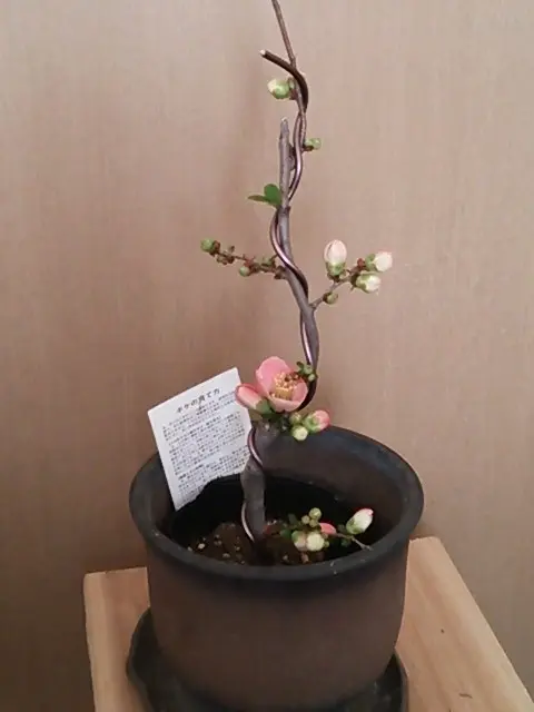 木瓜(ボケ)・放春花 高嶺錦 角鉢(咲分け保証品) 園芸ネット本店｜ボケ（木瓜）：高嶺錦（タカネニシキ）5号鉢植え の