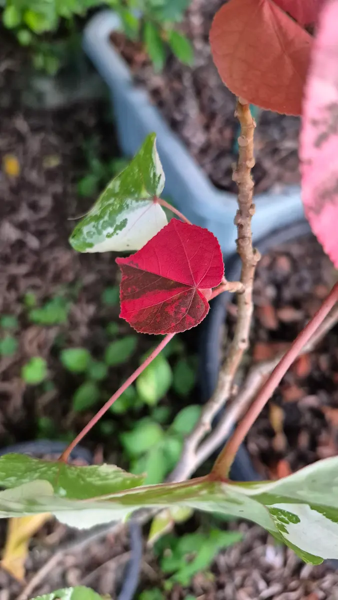 オオハマボウ斑入り｜園芸日記byシンゴニウムにハマる｜みんなの趣味の