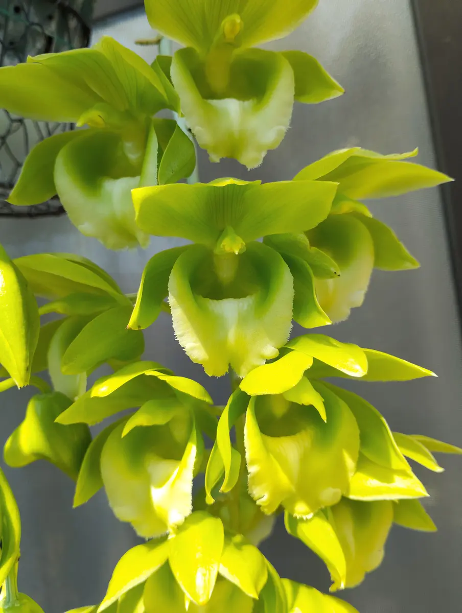 タケノコ蘭が咲きました🌼｜園芸日記by塔ノ岳｜みんなの趣味の園芸