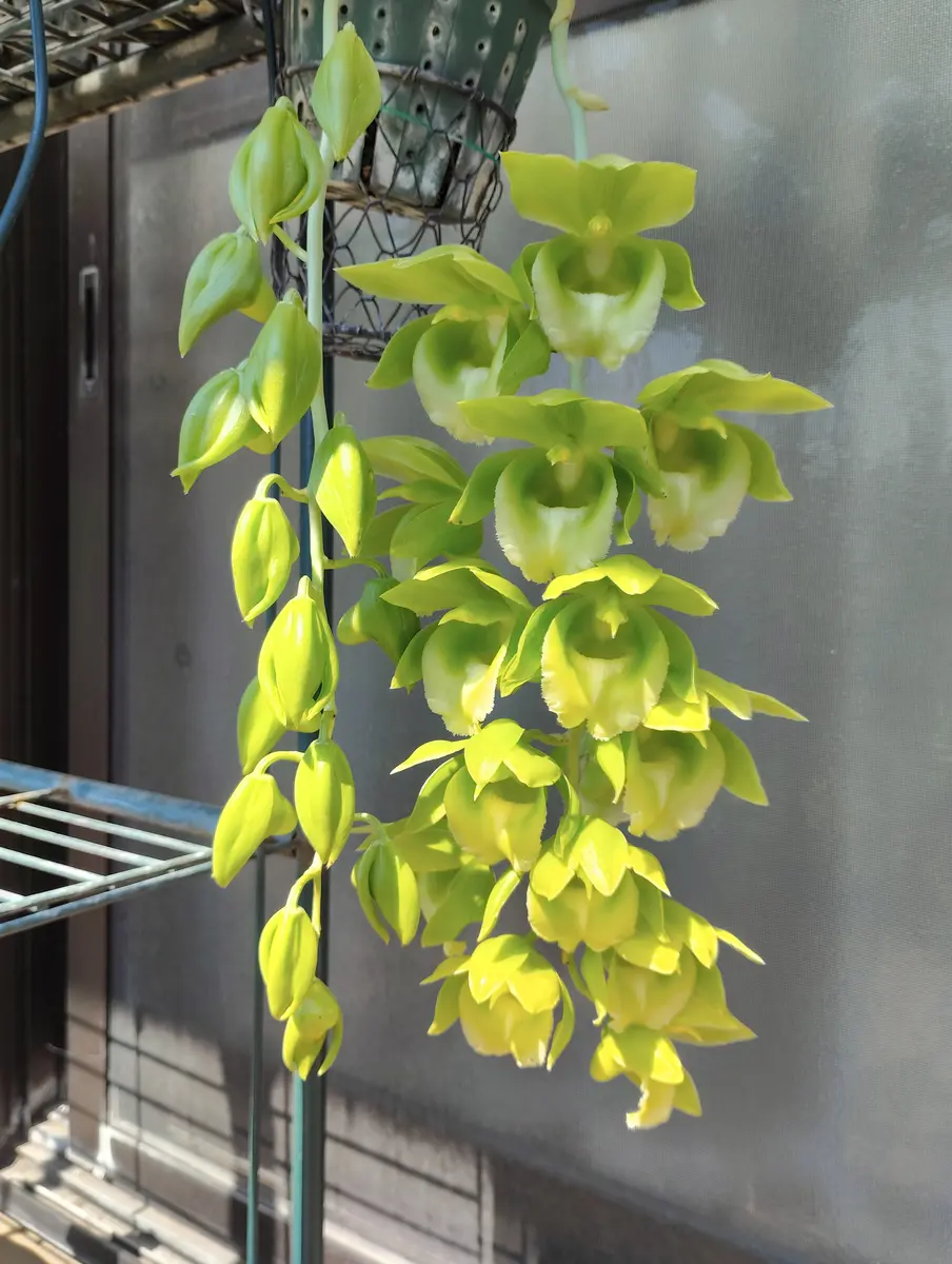 タケノコ蘭が咲きました🌼｜園芸日記by塔ノ岳｜みんなの趣味の園芸
