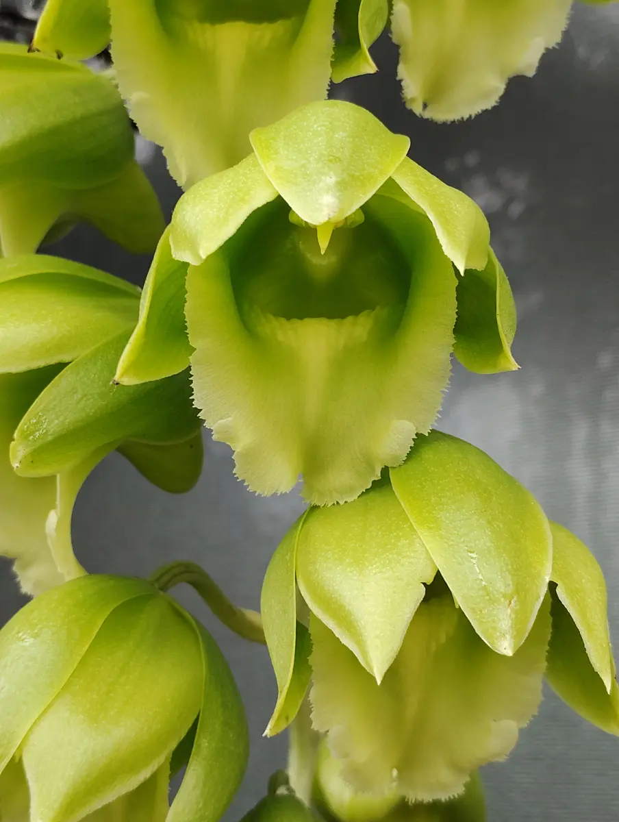 グリーン タケノコ蘭Clowesetum 開花サイズ 巨大バルブ 新芽あり 黄緑タケノコ蘭 新芽有り 開花サイズClowesetum カタセタム - メルカリ