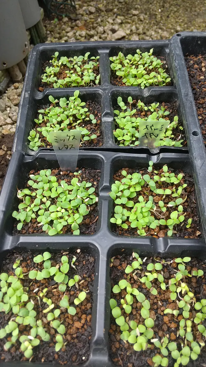 🥬ミックスレタス🥬🌱発芽🌱｜園芸日記byこうちゃんのパパ｜みんなの
