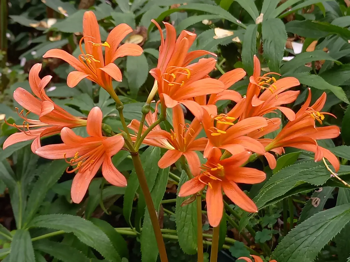 2個 キツネノカミソリ 球根 2個 オレンジ色の花 可愛らしい 小さめの花 キツネのカミソリ 球根 2個 オレンジ色の花 可愛らしい 小さめの