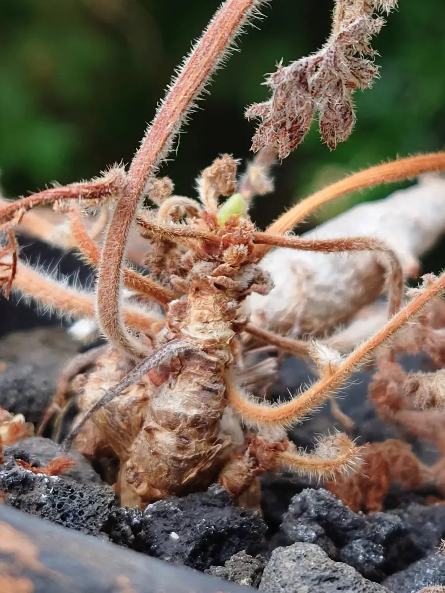 寝不足じゃね？ペラルゴニウム・トリステさん。｜園芸日記
