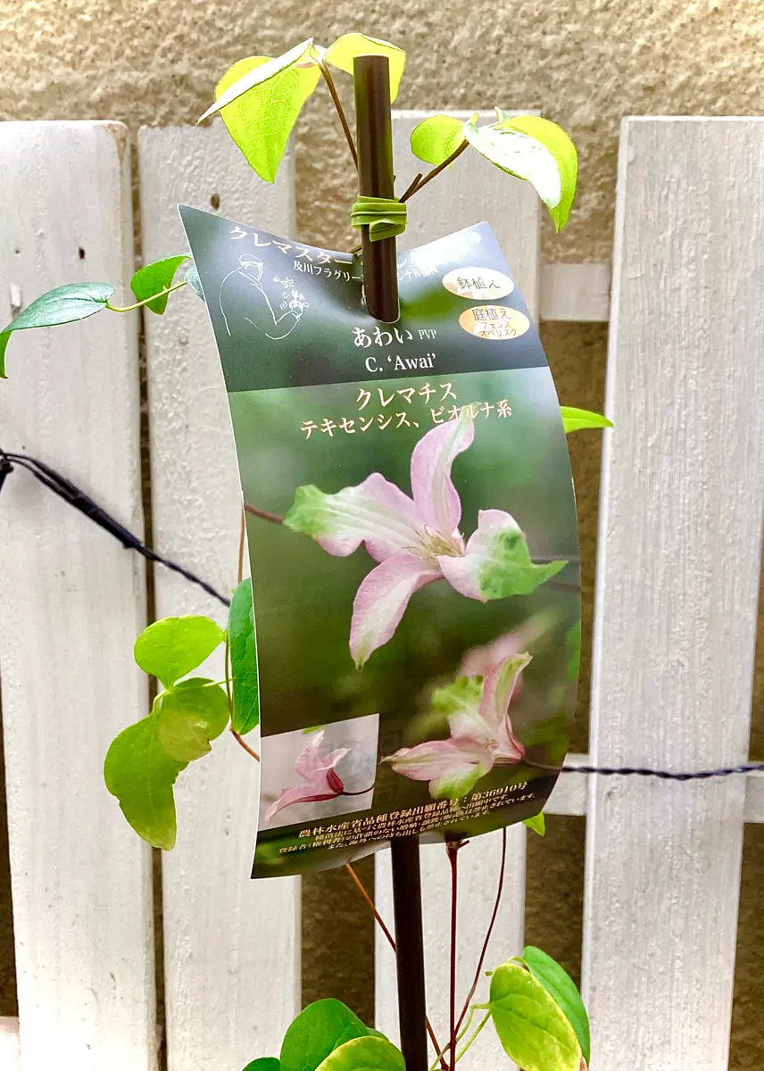 クレマチス・あわいをお迎えしました🌸｜園芸日記byyukizen｜みんなの