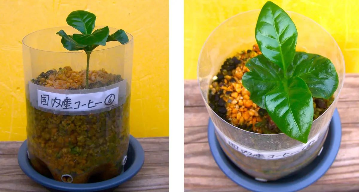 コーヒーの木（55）： アラビカ種？／国内産＜13＞｜園芸