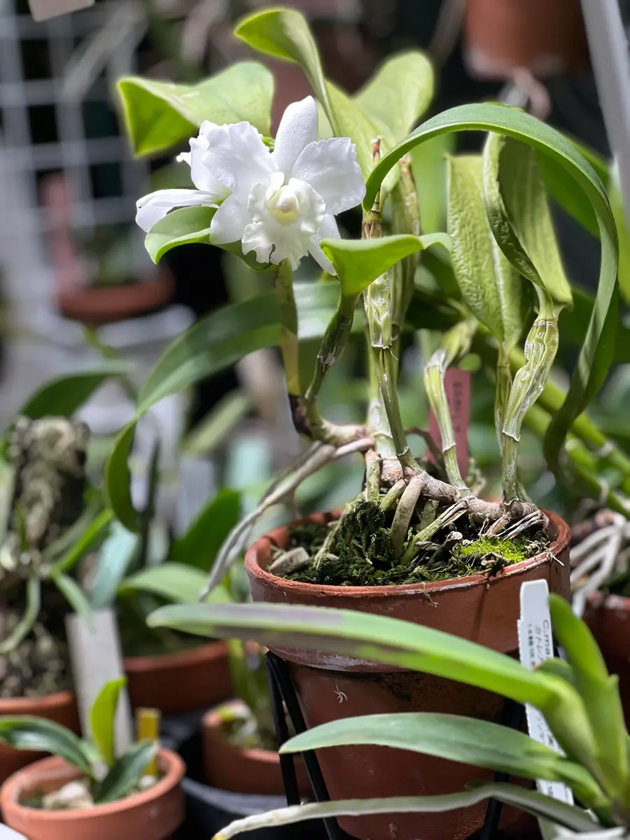C.高嶺の花｜園芸日記byゆっけ64｜みんなの趣味の園芸｜1377997